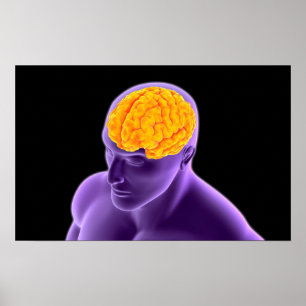 Affiches Image Conceptuelle Du Cerveau Humain 8