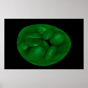 Affiches Image Conceptuelle Du Chloroplaste 2