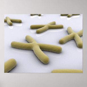 Affiches Image Conceptuelle Du Chromosome 1