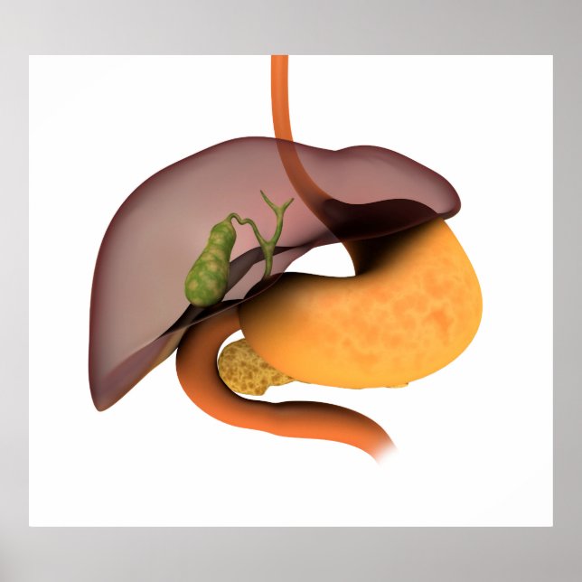 Affiches Image Conceptuelle Du Système Digestif Humain 1 (Devant)