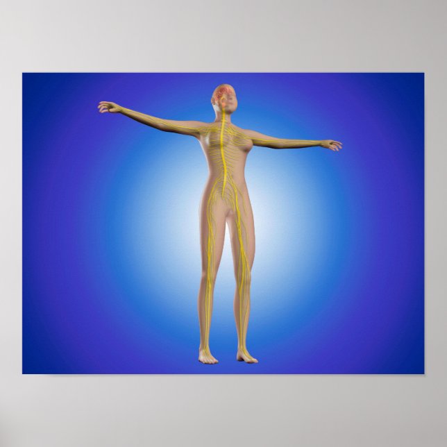 Affiches Image Conceptuelle Du Système Nerveux Féminin (Devant)