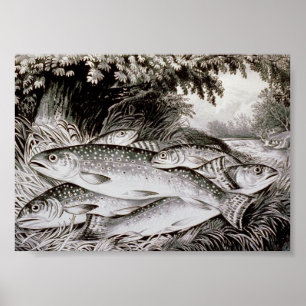 Affiches Image de cru de pêche de truite