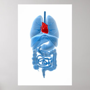 Affiches Image de rayon X des organes internes avec le