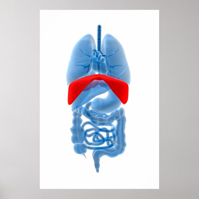 Affiches Image En Rayon X D'Organes Internes Avec Diaphragm (Devant)