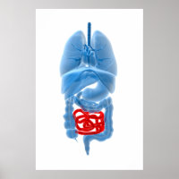 Image En Rayon X D'Organes Internes Avec Petits