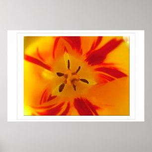 Affiches Image macro de tulipe jaune et rouge