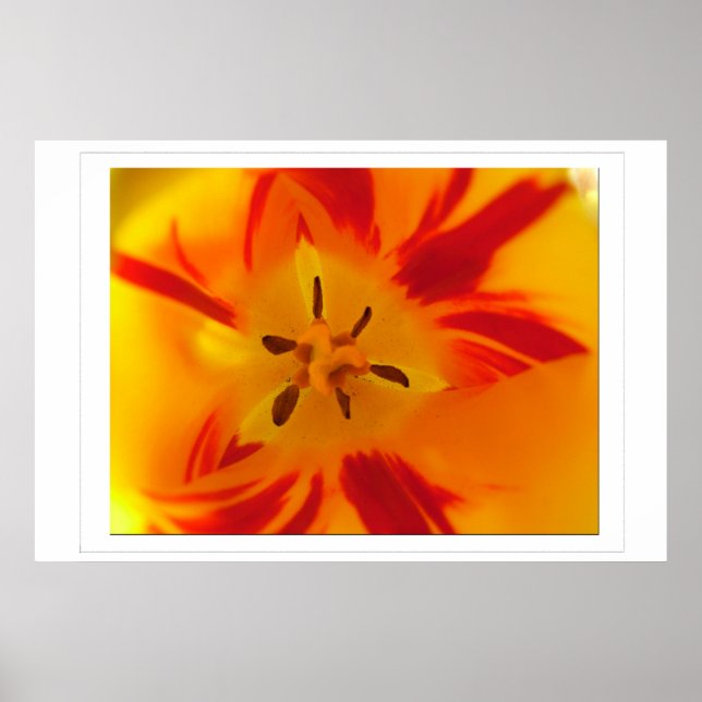 Affiches Image macro de tulipe jaune et rouge (Devant)