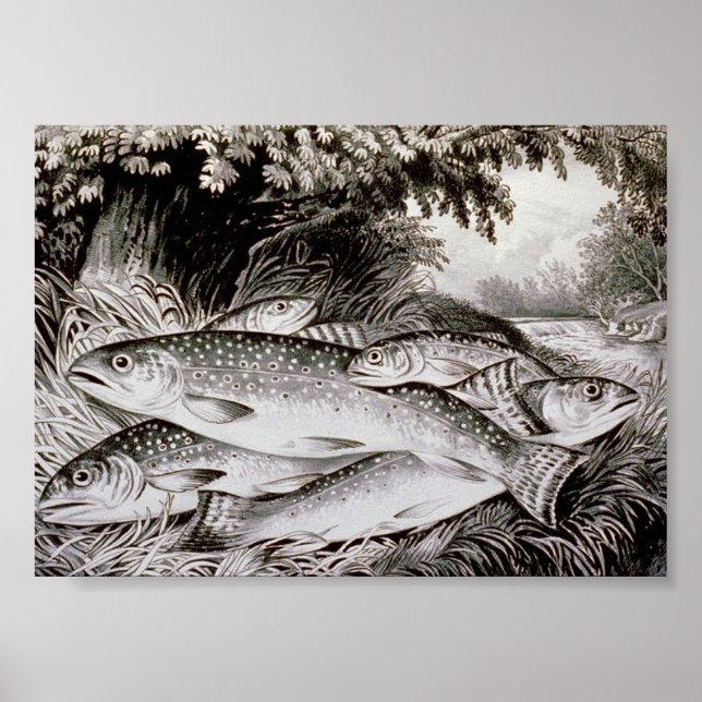 Affiches Image Vintage de la pêche à la truite (Devant)