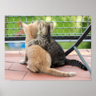 Affiches Images de Getty   deux chatons sur un balcon