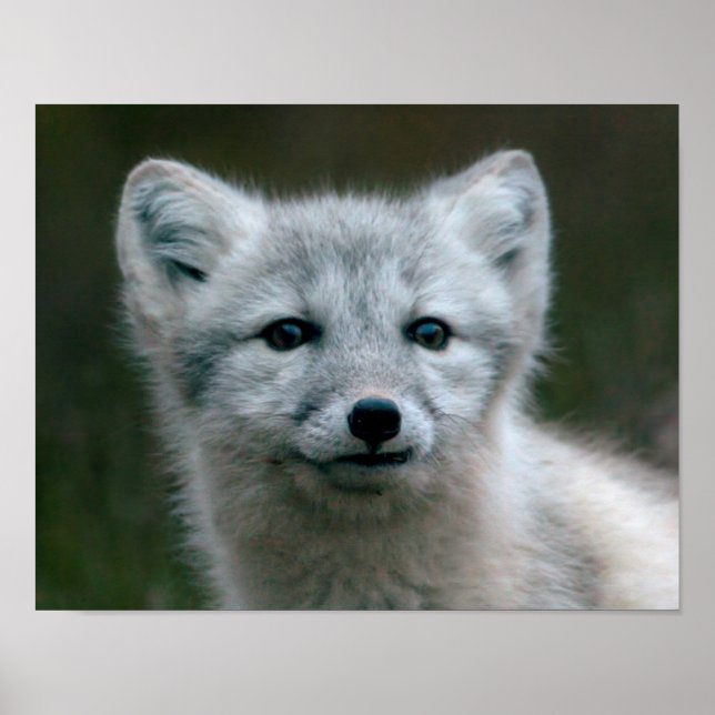 Affiches Images Getty | Arctic Fox Kit (Devant)