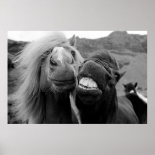 Affiches Images Getty Chevaux souriants