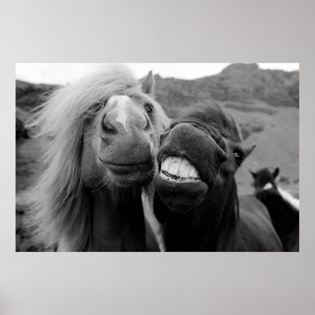 Affiches Images Getty | Chevaux souriants (Devant)