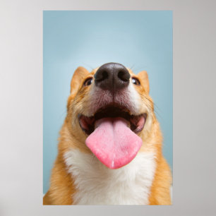 Affiches Images Getty   Corgi très heureux