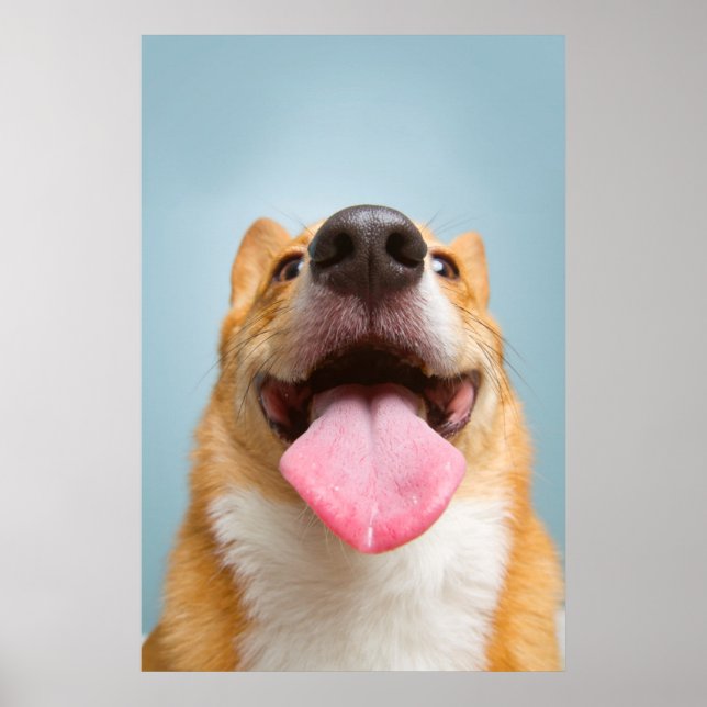 Affiches Images Getty | Corgi très heureux (Devant)