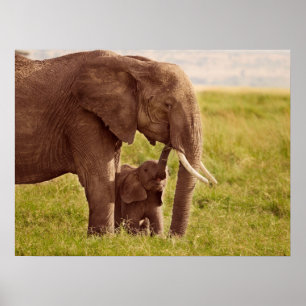 Affiches Images Getty   Elephant & bébé