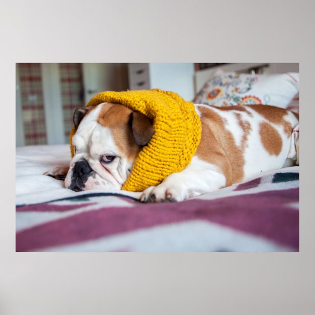 Affiches Images Getty | English Bulldog (Devant)
