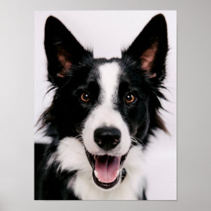 Affiches Images Getty   Une Collie frontalière souriante