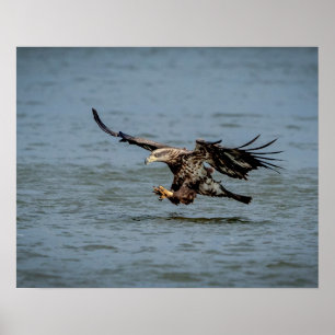 Affiches Immature Bald Eagle plongée pour un poisson
