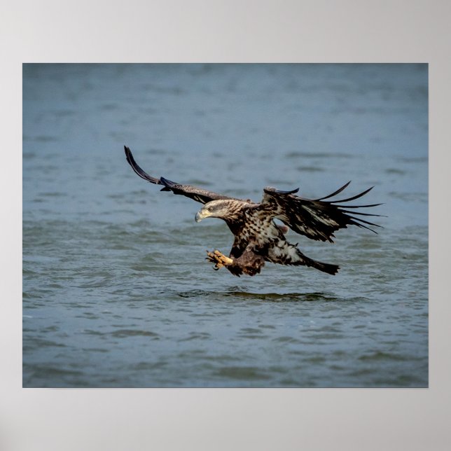 Affiches Immature Bald Eagle plongée pour un poisson (Devant)