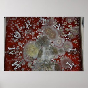 Affiches Immortalité