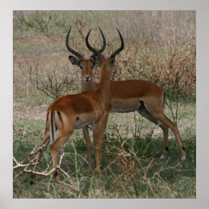 Affiches Impalas sur le Serengeti - Imprimer