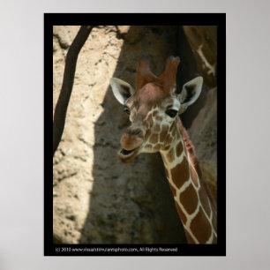 Affiches Imprimantes d'affiche de la Giraffe pour bébés