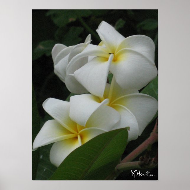 Affiches Imprimantes d'affiches Frangipanis (Devant)