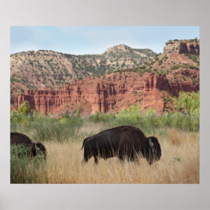Affiches Imprimé Canyon Buffalo Art -24x20 -autres tailles