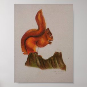 Affiches Imprimé écureuil rouge