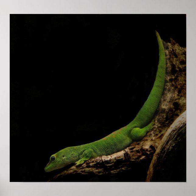 Affiches imprimé gecko de la journée malgache (Devant)