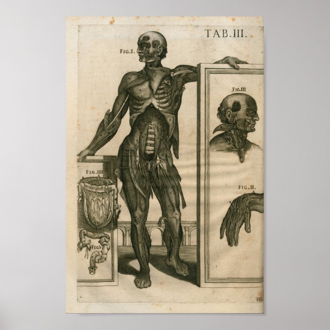 Affiches Imprimer anatomie musculaire vintage 1741 (Devant)