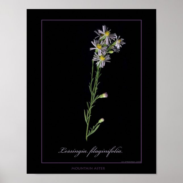 Affiches Imprimer Art botanique Mountain Aster (Devant)