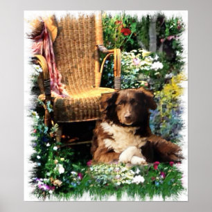 Affiches Imprimer Australian Shepherd'Art