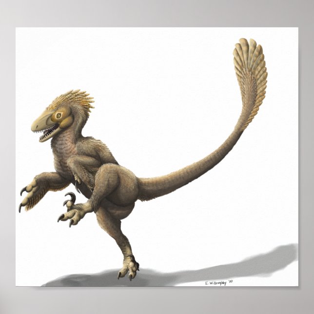 Affiches Imprimer Balaur Bondoc (Devant)