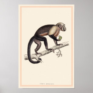 AFFICHES IMPRIMER CÉBUS MONACHUS MONKEY