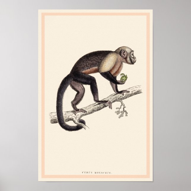 AFFICHES IMPRIMER CÉBUS MONACHUS MONKEY (Devant)