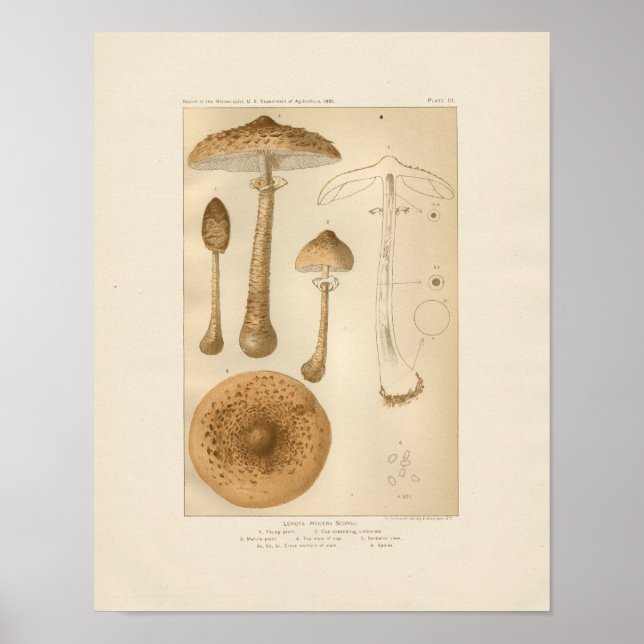 Affiches Imprimer Champignons vintages (Devant)