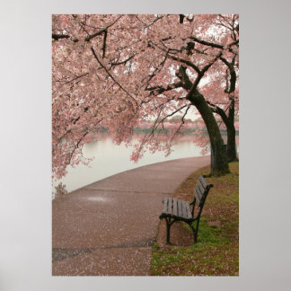 Affiches Imprimer Cherry Blossom