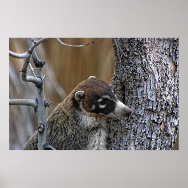 Affiches Imprimer : Coatimundi #2 (Devant)