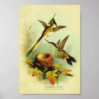 Affiches Imprimer Colibri vintage