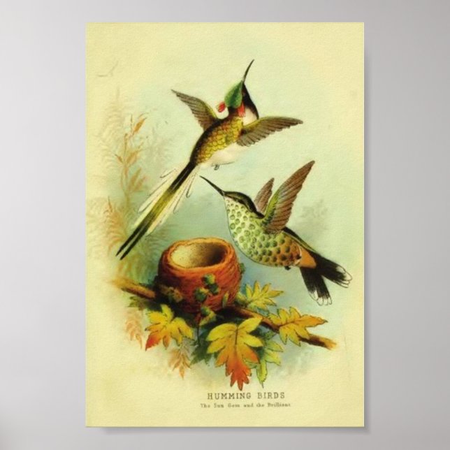 Affiches Imprimer Colibri vintage (Devant)