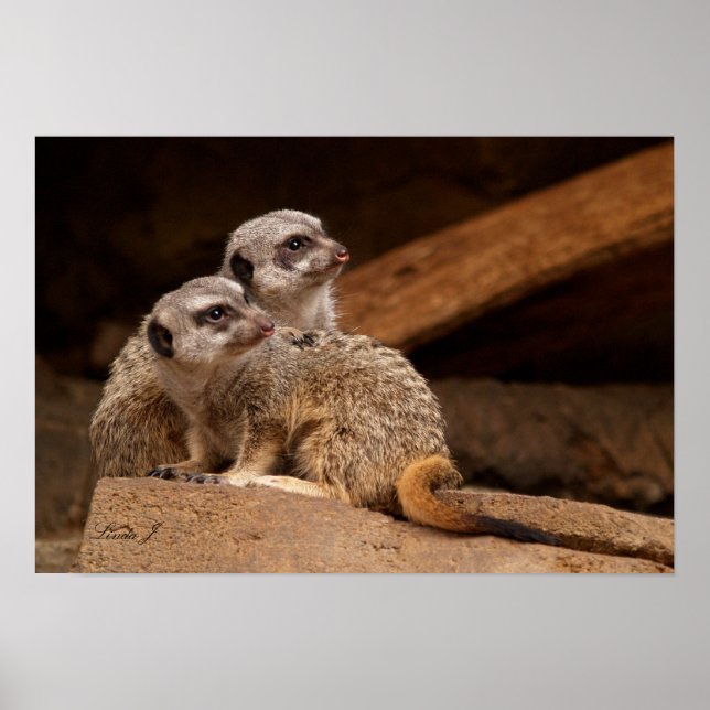 Affiches Imprimer deux toile Meerkat (Devant)