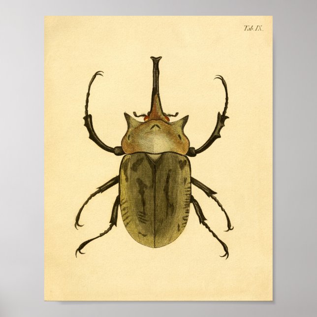 Affiches Imprimer "Entomologie IV" (Devant)