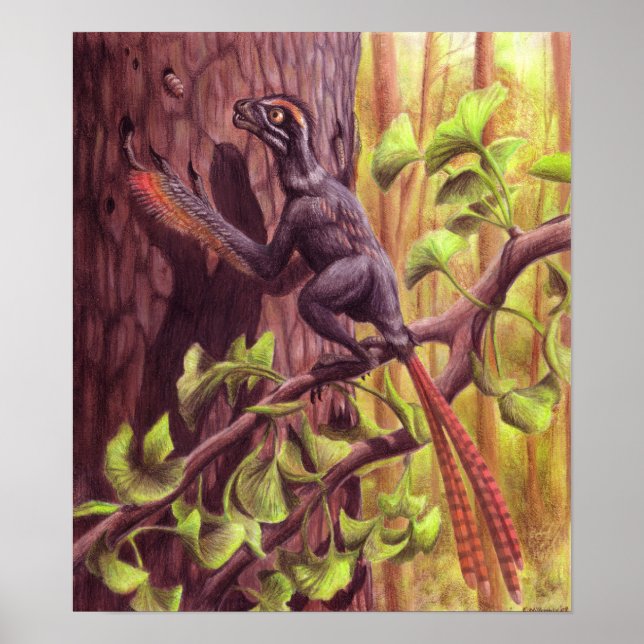 Affiches Imprimer Epidexipteryx (Devant)