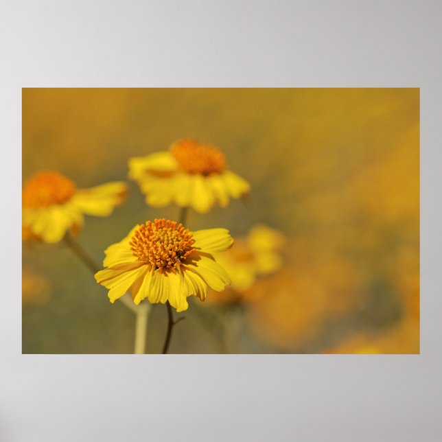 Affiches Imprimer : Fleurs Brittlebush (Devant)
