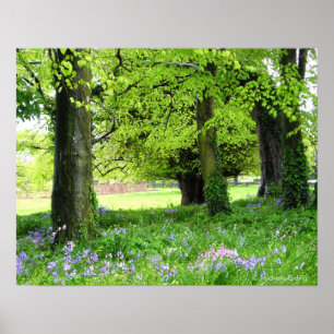 Affiches Imprimer Forêt Bluebell Spring