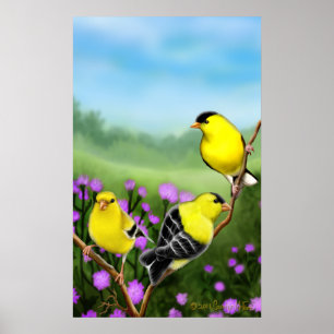 Affiches Imprimer Goldfinches Wild American