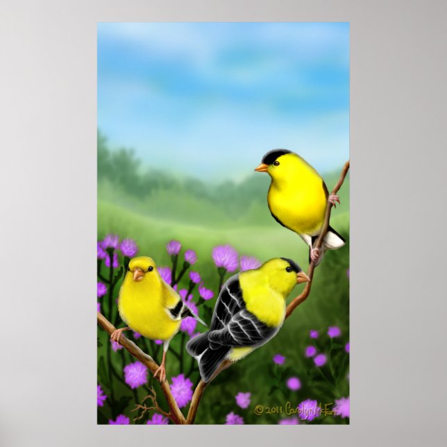 Affiches Imprimer Goldfinches Wild American (Devant)