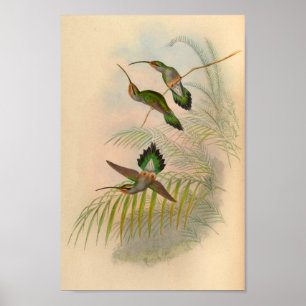 Affiches Imprimer Hermite Hummingbird vintage 1861