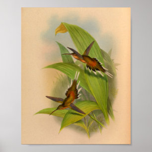 Affiches Imprimer Hermite Hummingbird vintage 1861